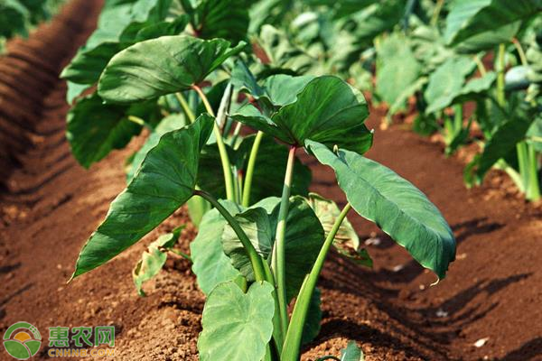 芋头高产栽培技术-图片版权归惠农网所有