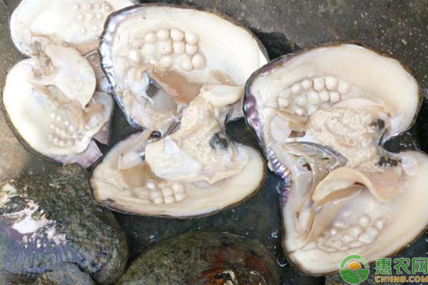 河蚌怎么养？教你几个简单方法！-图片版权归惠农网所有