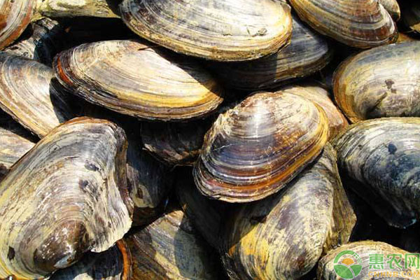 河蚌吃什么？对水质有什么要求？河蚌人工养殖常见方法-图片版权归惠农网所有