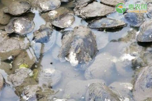 蚌怎么养殖？-图片版权归惠农网所有