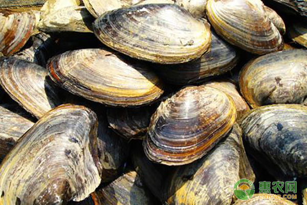 河蚌养殖方法和技术-图片版权归惠农网所有