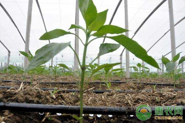 种菜用滴灌时甭管怎么办?滴灌使用技巧及注意事项-图片版权归惠农网所有