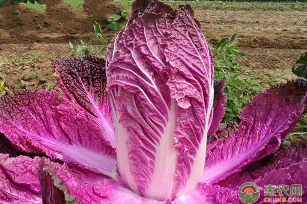 紫色大白菜的夏季栽培管理技术 紫色大白菜的夏季栽培管理技术-图片版权归惠农网所有