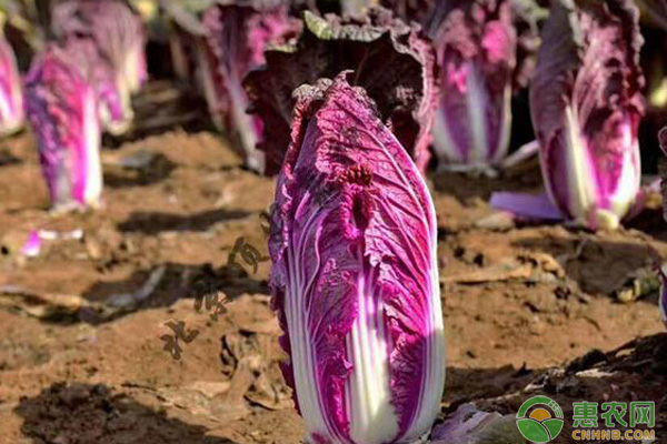 紫色大白菜的夏季栽培管理技术 紫色大白菜的夏季栽培管理技术-图片版权归惠农网所有