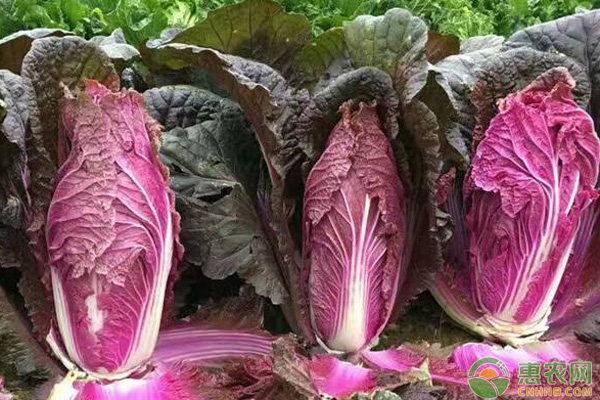紫色大白菜的夏季栽培管理技术 紫色大白菜的夏季栽培管理技术-图片版权归惠农网所有