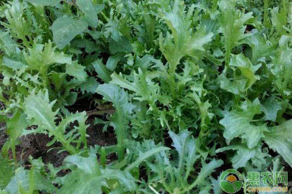 苦菊种植要点和注意事项-图片版权归惠农网所有