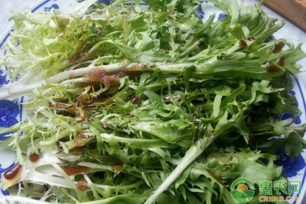 苦菊种植方法具体讲解（建议收藏）-图片版权归惠农网所有