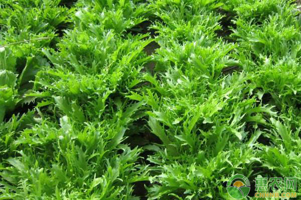 苦菊种植方法具体讲解（建议收藏）-图片版权归惠农网所有
