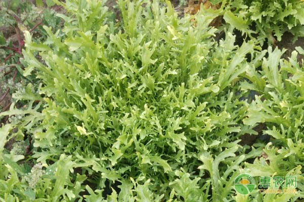 苦菊的种植时间及种植方法-图片版权归惠农网所有