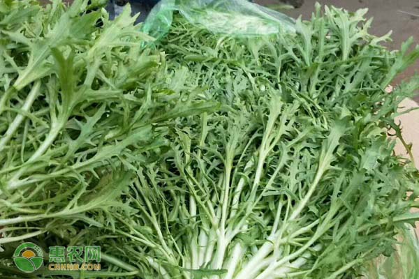 苦菊的种植时间及种植方法-图片版权归惠农网所有