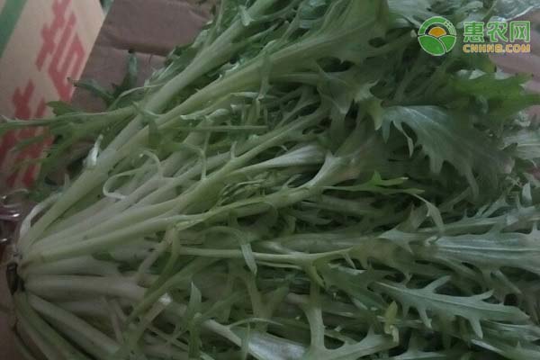 苦菊的种植时间及种植方法-图片版权归惠农网所有