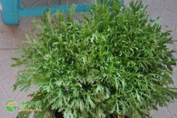 盆栽苦菊的种植方法及注意事项 盆栽苦菊的种植方法及注意事项-图片版权归惠农网所有