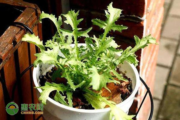 盆栽苦菊的种植方法及注意事项 盆栽苦菊的种植方法及注意事项-图片版权归惠农网所有