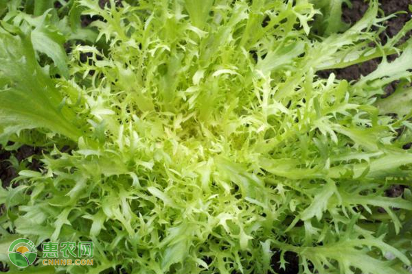 盆栽苦菊的种植方法及注意事项 盆栽苦菊的种植方法及注意事项-图片版权归惠农网所有