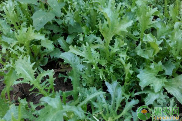苦菊种植时间和栽培方法-图片版权归惠农网所有