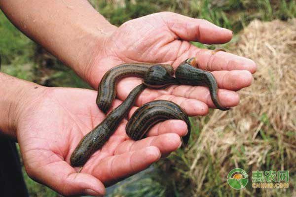 水蛭的天敌有哪些？水蛭养殖怎么预防天敌和疾病-图片版权归惠农网所有