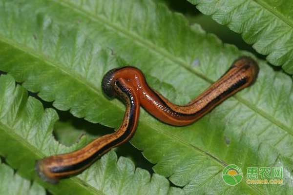 水蛭的天敌有哪些？水蛭养殖怎么预防天敌和疾病-图片版权归惠农网所有