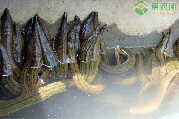 水蛭的养殖技术-图片版权归惠农网所有