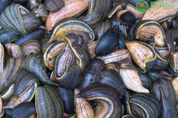 水蛭的养殖技术-图片版权归惠农网所有