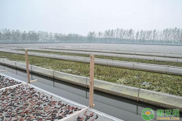 水蛭的养殖技术-图片版权归惠农网所有