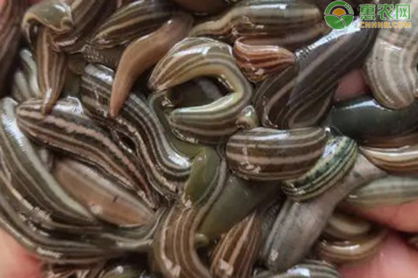 水蛭的养殖方法和技术-图片版权归惠农网所有