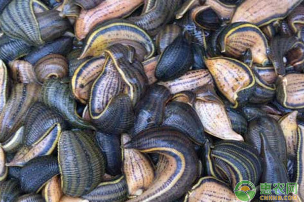 水蛭的养殖方法和技术-图片版权归惠农网所有