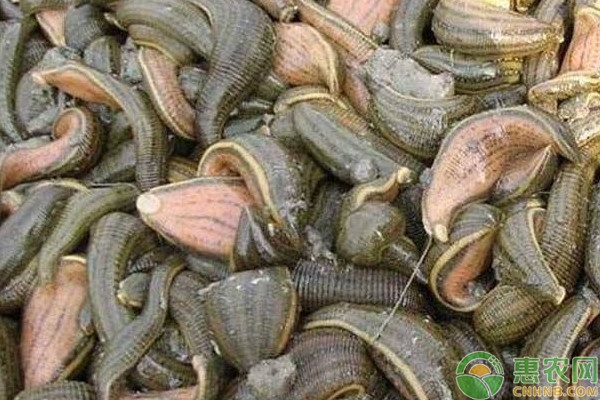 水蛭养殖技术和方法-图片版权归惠农网所有