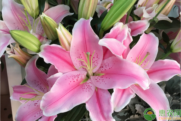 百合花的种植和养殖方法-图片版权归惠农网所有