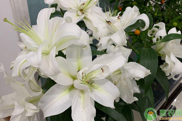 百合花的种植和养殖方法-图片版权归惠农网所有