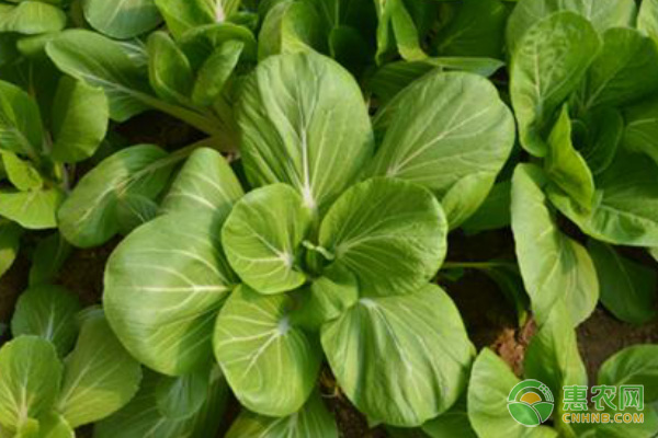 小白菜的水肥管理要点-图片版权归惠农网所有