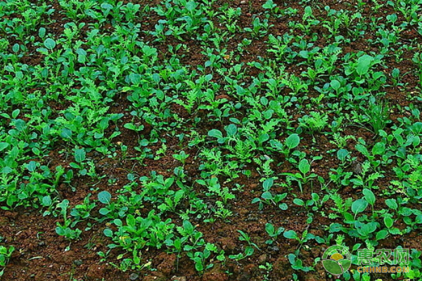 小白菜的水肥管理要点-图片版权归惠农网所有