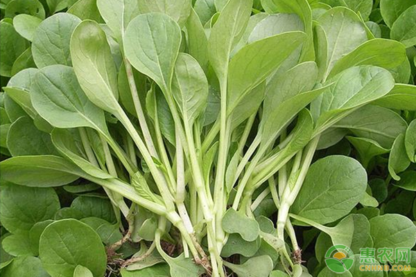 小白菜怎么种?-图片版权归惠农网所有