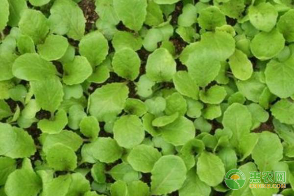 小白菜怎么种?-图片版权归惠农网所有