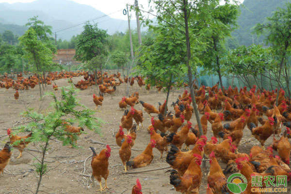 家畜使用葡萄糖注射液治病时，有哪些注意事项？-图片版权归惠农网所有