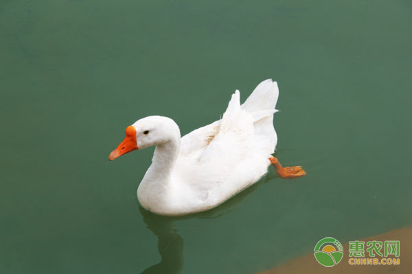 家畜使用葡萄糖注射液治病时，有哪些注意事项？-图片版权归惠农网所有