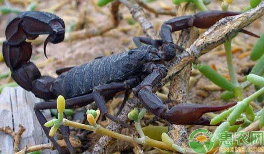 新手该如何养蝎？蝎子养殖技术详解-图片版权归惠农网所有