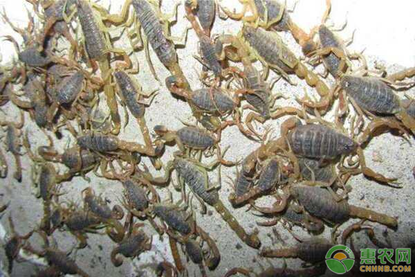 蝎子的养殖条件及技术有哪些？-图片版权归惠农网所有