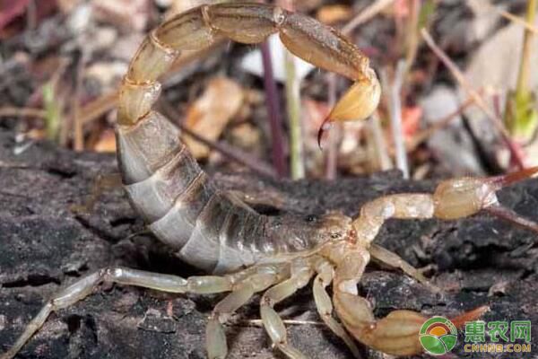 我国常见的蝎子种类有哪些？蝎子人工养殖技术-图片版权归惠农网所有