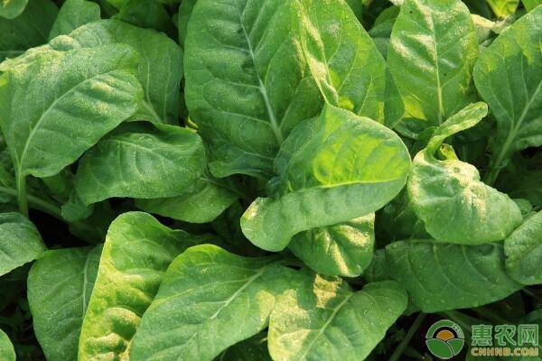 菠菜夏季高产栽培技术要点-图片版权归惠农网所有