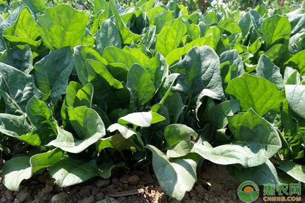 菠菜夏季高产栽培技术要点-图片版权归惠农网所有
