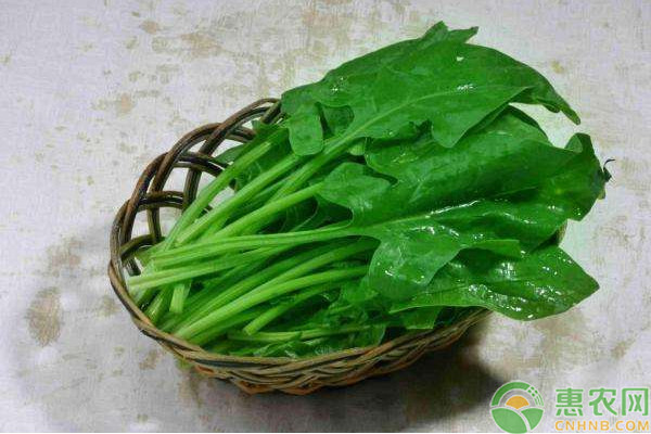 秋菠菜最佳种植日期-图片版权归惠农网所有