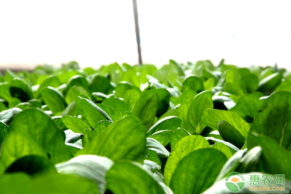 秋菠菜什么时候种植？应该怎么种植才能高产？-图片版权归惠农网所有