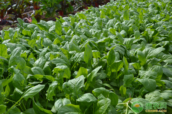 秋菠菜什么时候种植？应该怎么种植才能高产？-图片版权归惠农网所有