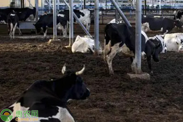 奶牛风湿病如何防治？-图片版权归惠农网所有