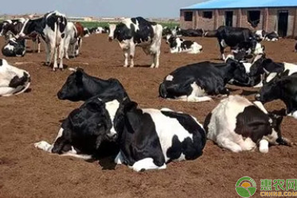奶牛风湿病如何防治？-图片版权归惠农网所有