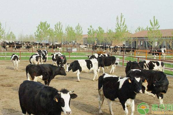 奶牛高烧常见病症类型及处理方法-图片版权归惠农网所有