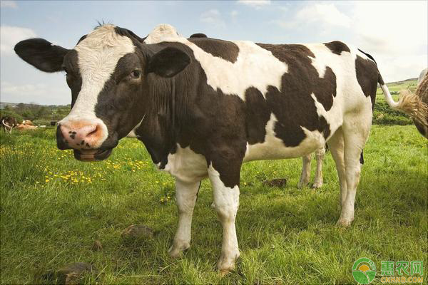 奶牛患病如何识别？教你12个方法（建议收藏）-图片版权归惠农网所有