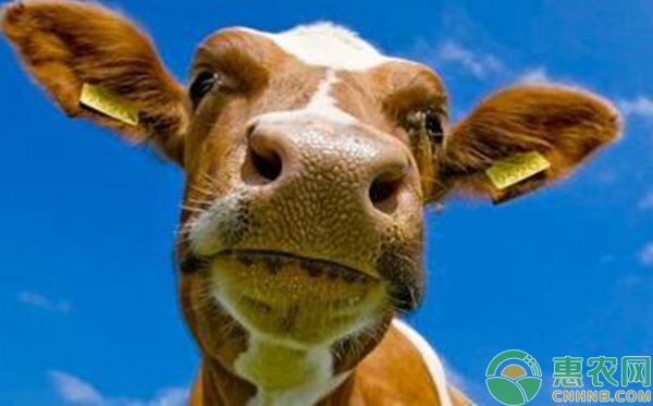 奶牛乳房炎防治措施及注意事项-图片版权归惠农网所有
