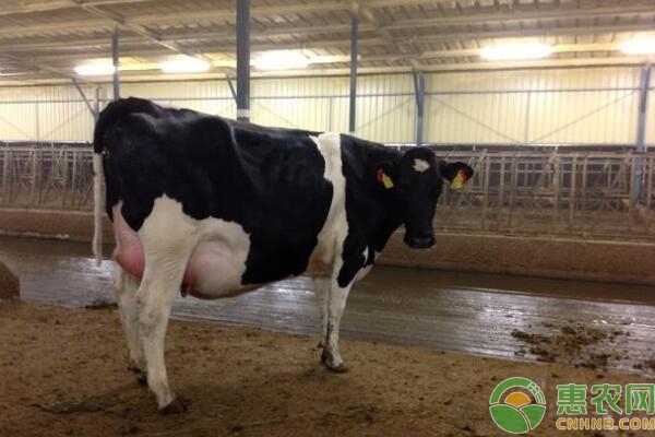 奶牛乳房炎防治措施及注意事项-图片版权归惠农网所有