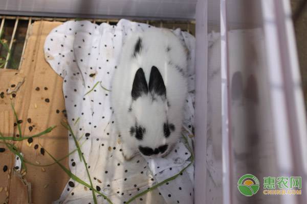 熊猫兔饲养管理 极品熊猫兔怎么养?熊猫兔饲喂及日常管理方法-图片版权归惠农网所有